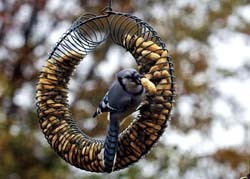 WBU Blue Jay on Peanut Wreath