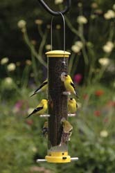 WBU Finch Feeder with Goldfinches