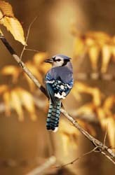 WBU Blue Jay