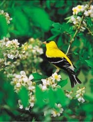 WBU American Goldfinch