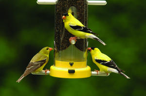Attracting Goldfinches