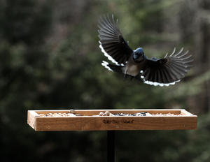 WBU Window Feeder and Blue Jay