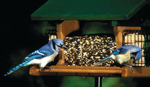 WBU Ranchette Feeder and Blue Jays