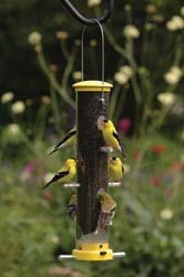 Quick Clean Finch Feeder