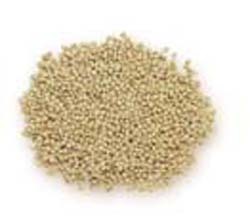 white millet