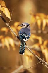 A trick of nature: Blue jays aren't really blue