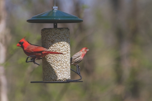 Cardinal Red Flocking – Flocking Unlimited