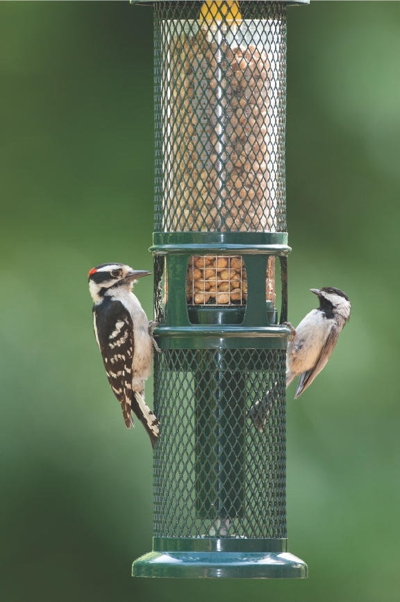 Squirrel Proof Peanut Feeder