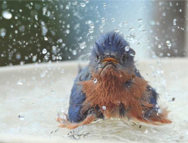 Bluebird in Water