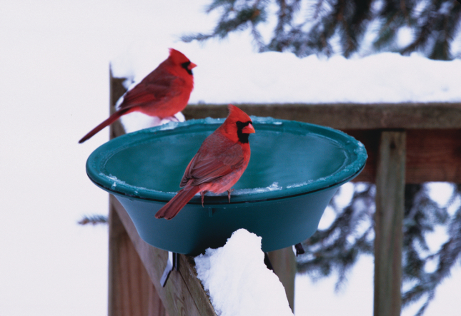 Heated Bird Bath