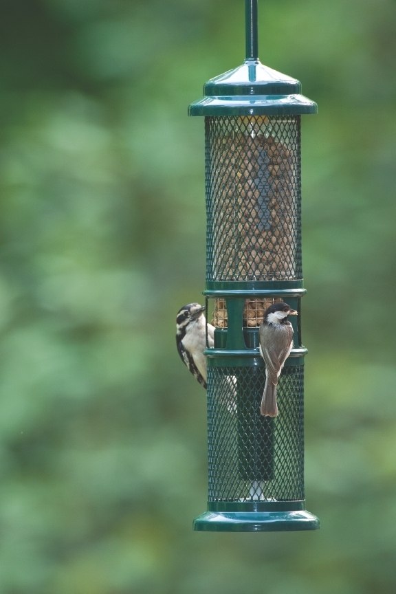 Squirrel Proof Peanut Feeder