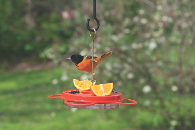 WBU Oriole Feeder