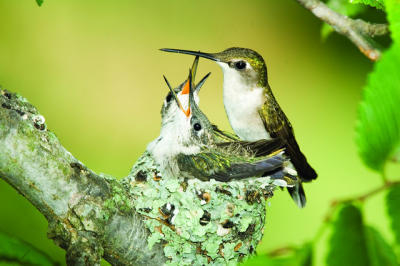 Hummingbird on Nest