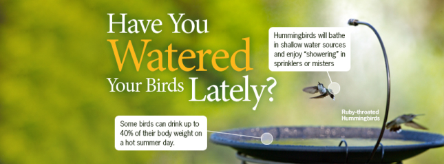 bird bath