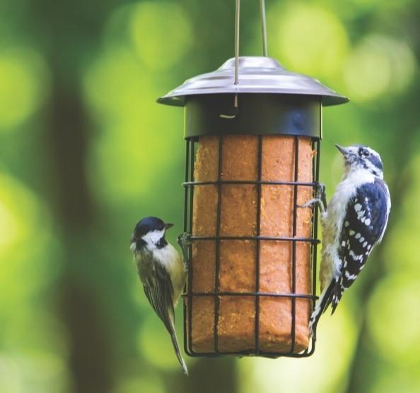 Suet Dough Cylinder