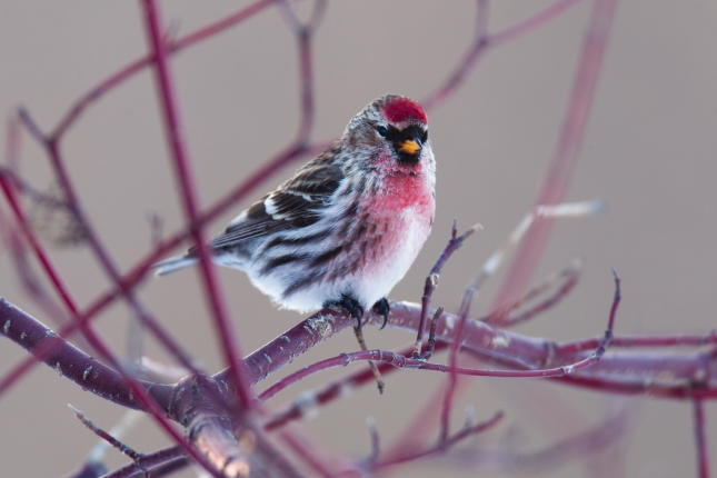 Common Redpoll