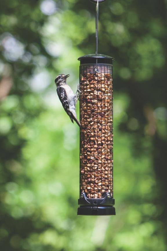 unshelled peanut bird feeder