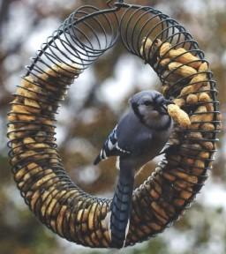 Peanut Wreath