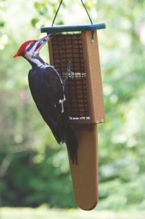 Pileated Tail Prop