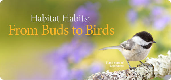 Create a Bird-Friendly Habitat