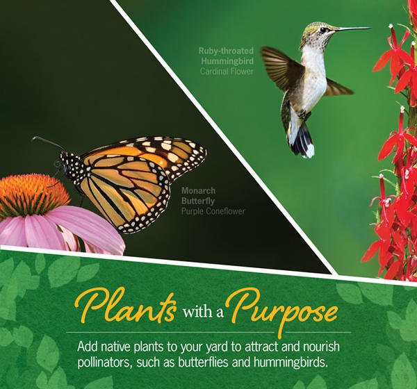 Native Plants