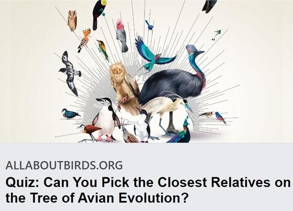 Evolution and birds