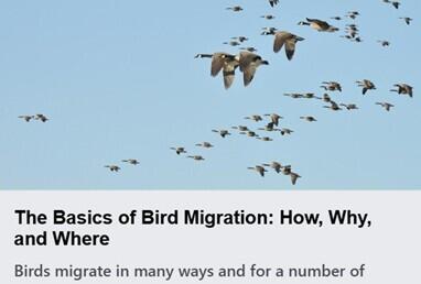 Migration