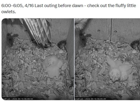 Owlets April 16