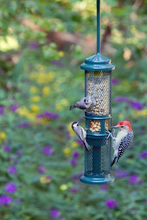 Wbu Eliminator Squirrel Proof Bird Feeder Manuals Tartarwicked S