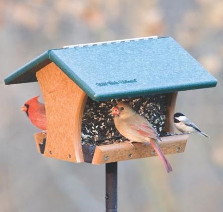 Bird feed shops near sales me