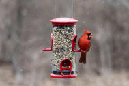 Cardinal Confetti Tube Feeder
