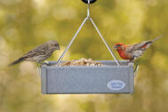 Tray Feeder with Finches