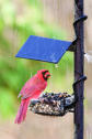 Cardinal and side dish